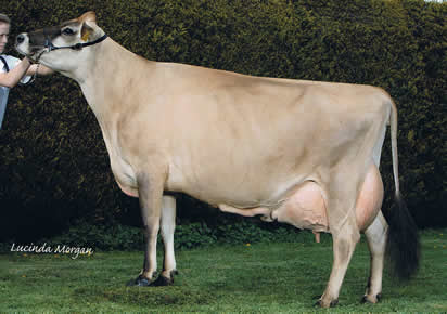 bluegrass remakes snowball